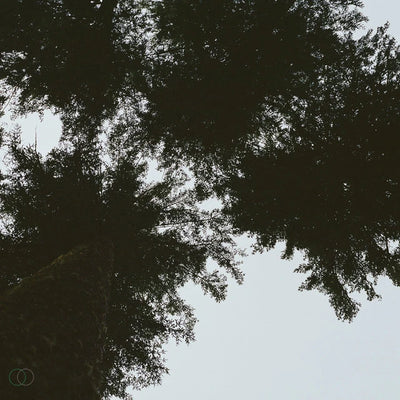 Music print | Ann Annie - Drift Creek