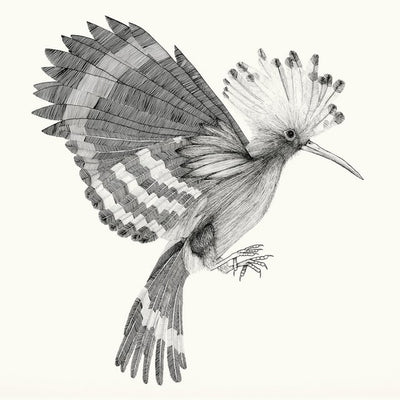 Music print | Cocanha - Puput